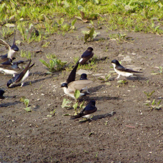 Belorítka obyčajná