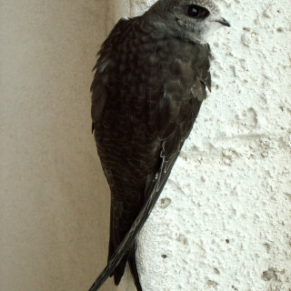 Dážďovník obyčajný