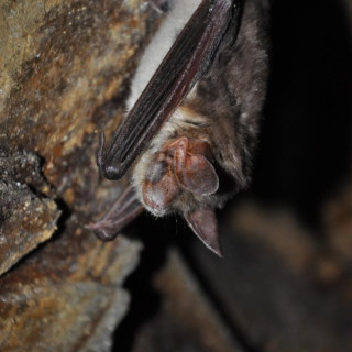 Netopier veľkouchý